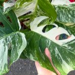 Monstera skvelá (Monstera deliciosa) ´ALBO VARIEGATA´ - výška 30-40 cm, kont. C3L